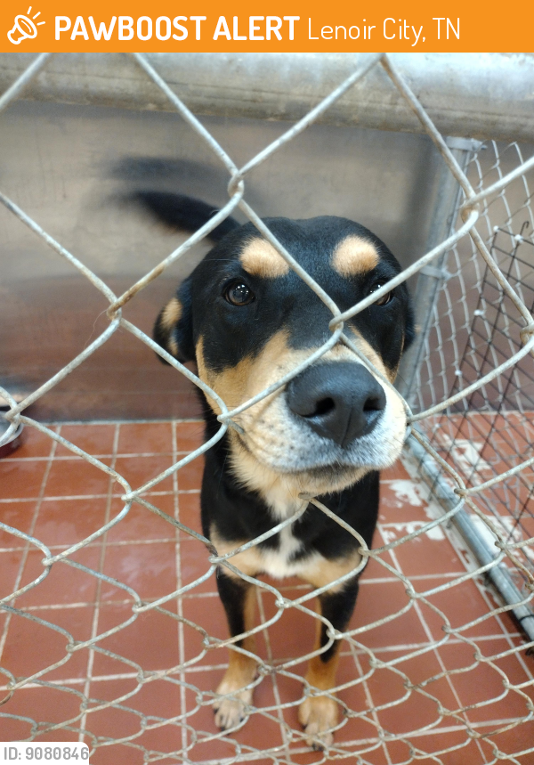 Lenoir City TN Stray Male Dog Found Near Roxie Doodle LC PawBoost