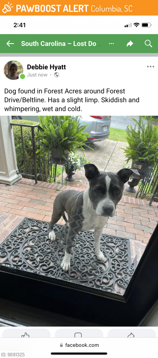 Found/Stray Female Dog last seen Forest at Beltline, Columbia, SC 29204