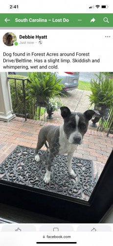 Found/Stray Female Dog last seen Forest at Beltline, Columbia, SC 29204
