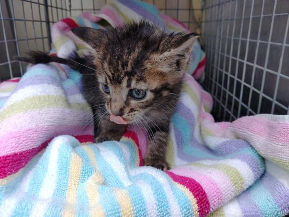 Shelter Stray Female Cat last seen Near BLOCK NW 24 ST, CORAL SPRINGS FL 33065, Davie, FL 33312