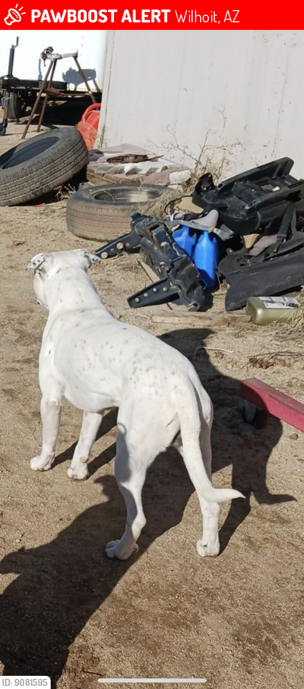 Lost Male Dog last seen Where Wexford meets Walden rd , Wilhoit, AZ 86332