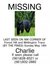 Reunited Male Cat last seen Wellington, FL, USA, Wellington, FL 33414