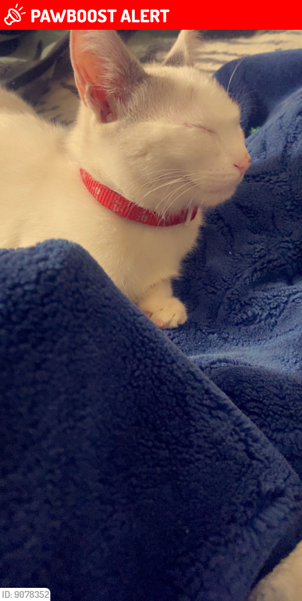 Rough and Ready, CA Lost Female Cat, Cat Is Missing PawBoost