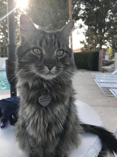 Lost Male Cat last seen Clubhouse Rd. & Spyglass Ave. , Desert Hot Springs, CA 92240