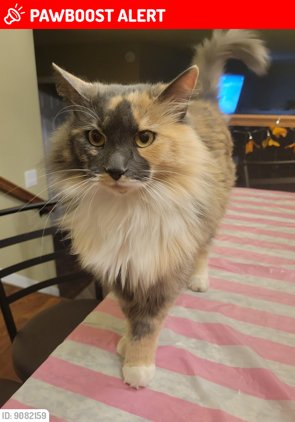 Lost Female Cat in Colorado Springs, CO 80918 Named Tutu (ID: 9082159 ...