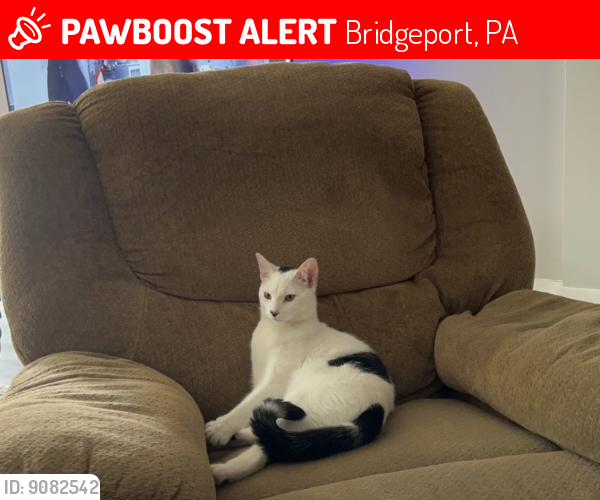Lost Male Cat last seen Holstein st , Bridgeport, PA 19405