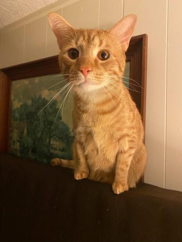 Lost Male Cat last seen Azalea rd , Asheville, NC 28805