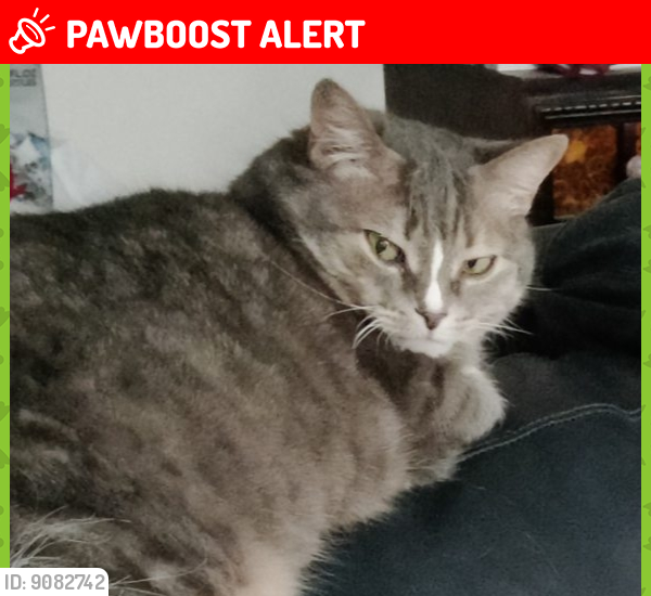 Lost Female Cat last seen Long Pine and Murillo, North Springfield, VA 22151