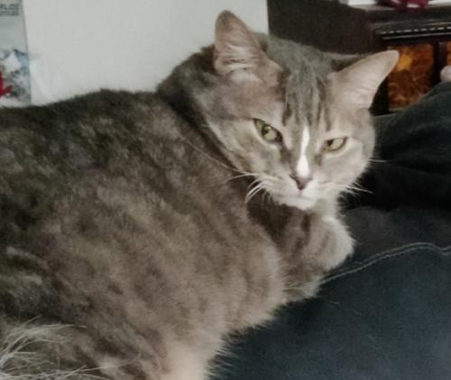 Lost Female Cat last seen Long Pine and Murillo, North Springfield, VA 22151