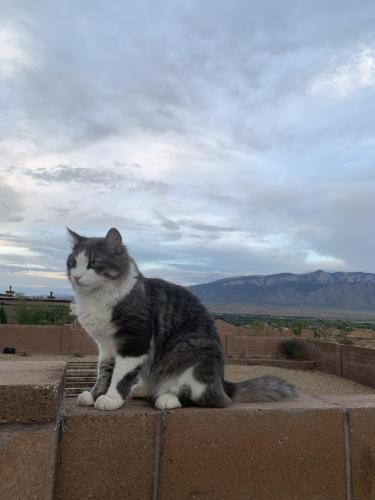 Lost Male Cat last seen Kalgan rd Rio rancho , Rio Rancho, NM 87144