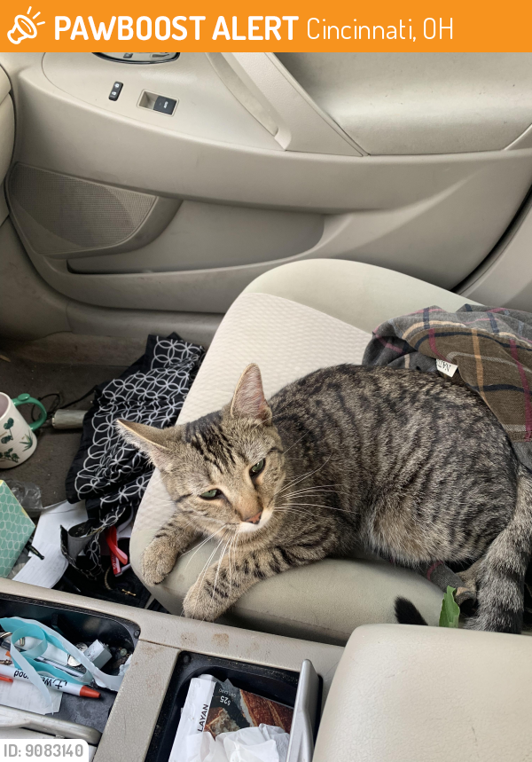 Cincinnati, OH Stray Female Cat Found Near springbrook and greenfarms ...