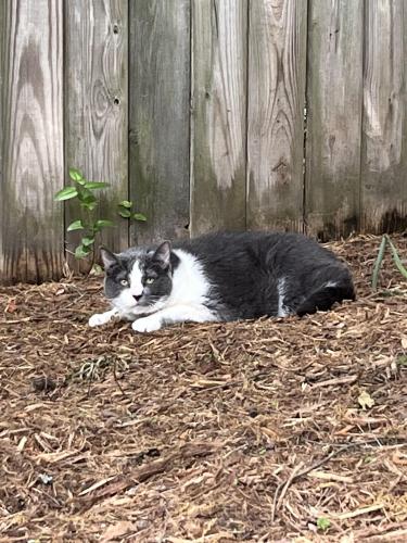 Found/Stray Unknown Cat last seen Poplar Forest and Sithean, Henrico County, VA 23233