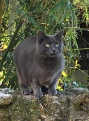 Lost Female Cat last seen Suburban Heights/Kingswood neighborhood off NW 51st Terrace, Gainesville, FL 32605