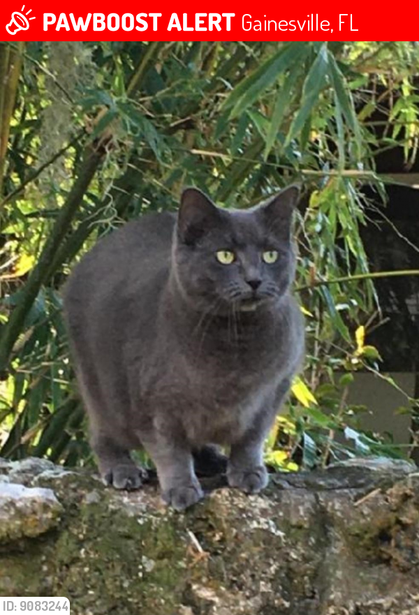 Lost Female Cat last seen Suburban Heights/Kingswood neighborhood off NW 51st Terrace, Gainesville, FL 32605