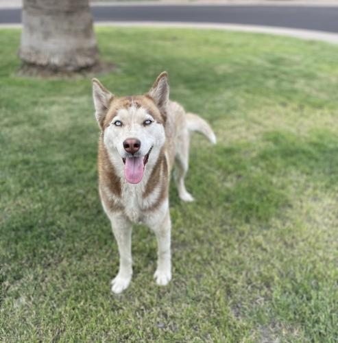 Lost Female Dog last seen 46th and Bethany  , Glendale, AZ 85301