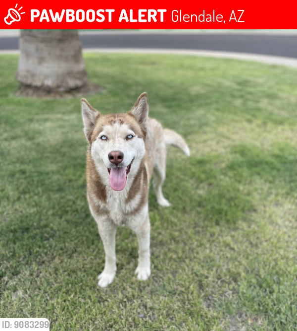 Lost Female Dog last seen 46th and Bethany  , Glendale, AZ 85301