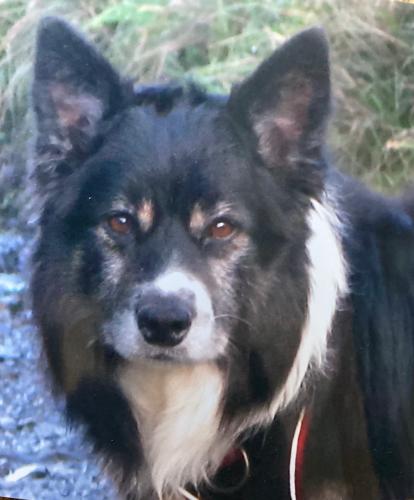 Lost Male Dog last seen Honeyhill Grove, Lamphey, Wales SA71