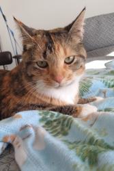 Lost Female Cat last seen Bethel Church Rd and Schneider Rd, Manchester, MI 48158