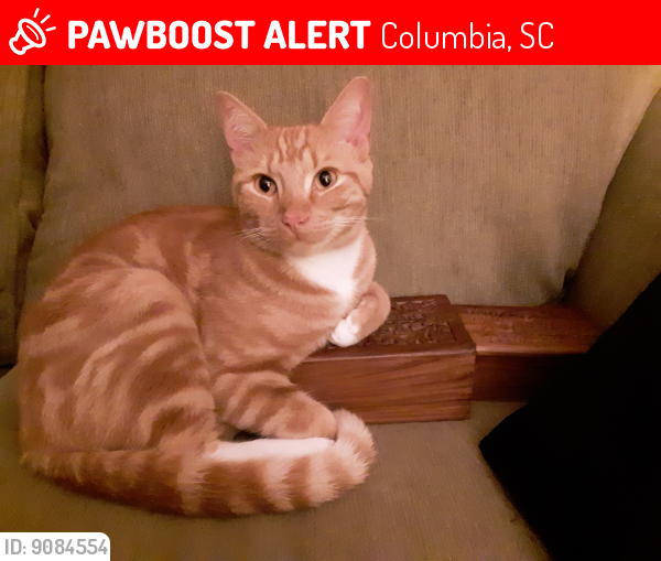 Lost Male Cat last seen Bagnal & Craig, Columbia, SC 29204