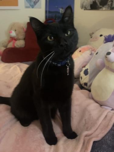 Lost Male Cat last seen By the Costco and Longhorn Steakhouse on Eagle Ranch, Albuquerque, NM 87114