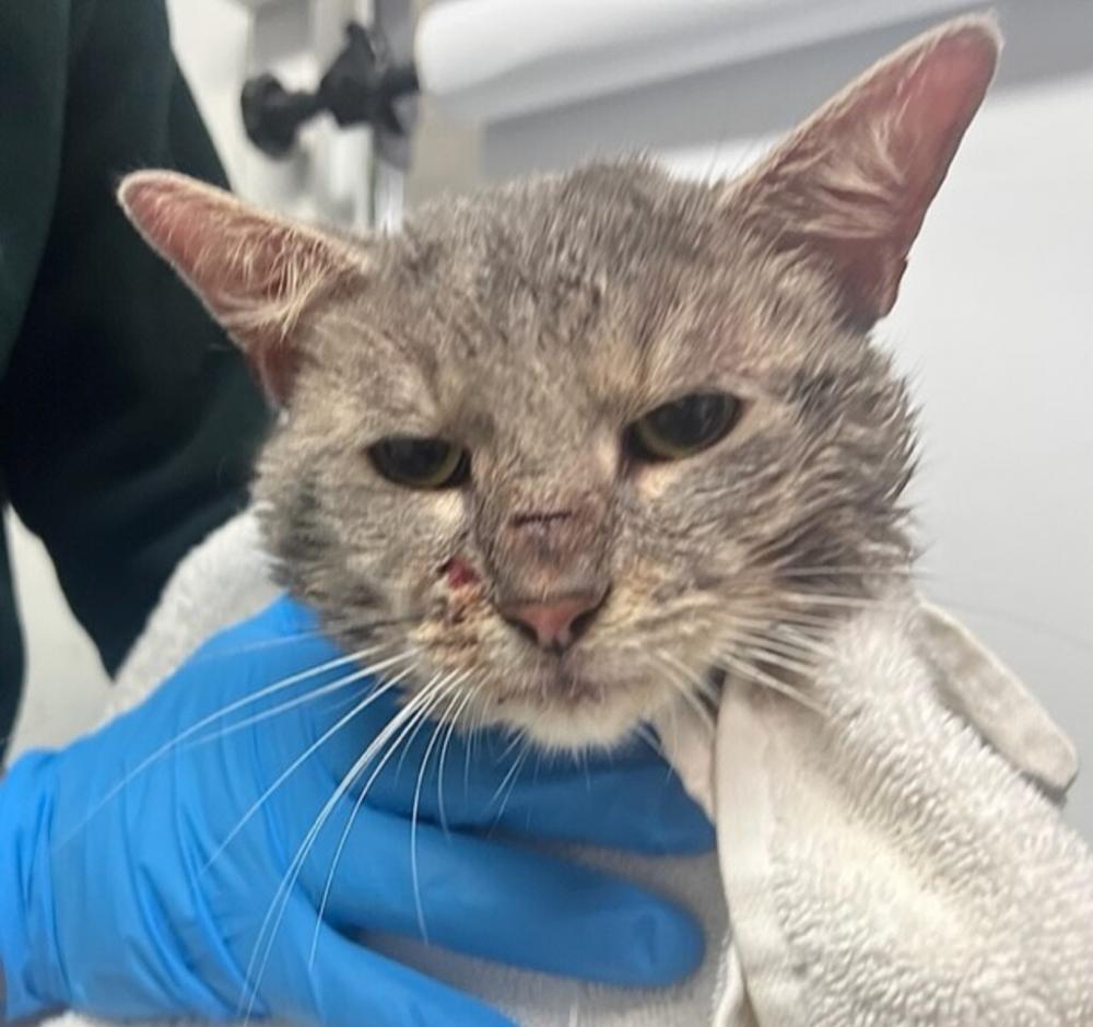 Shelter Stray Male Cat last seen Near Brooklyn Avenue, BROOKLYN, NY, 11210, New York, NY 11208