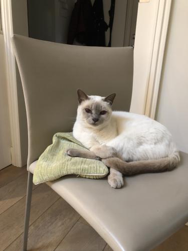 Lost Male Cat last seen Wilburn Ave and El Camino Real, Atherton, CA 94027