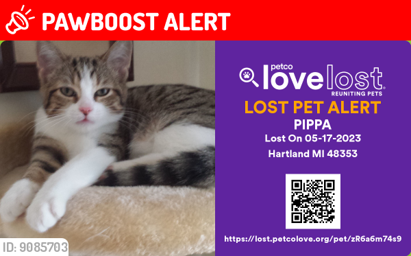 Lost Female Cat last seen M-59 1-MILE  West of Old US23 Near Rockhill Duplexes, Hartland Township, MI 48843