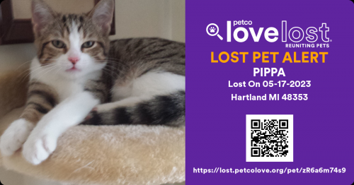 Lost Female Cat last seen M-59 1-MILE  West of Old US23 Near Rockhill Duplexes, Hartland Township, MI 48843