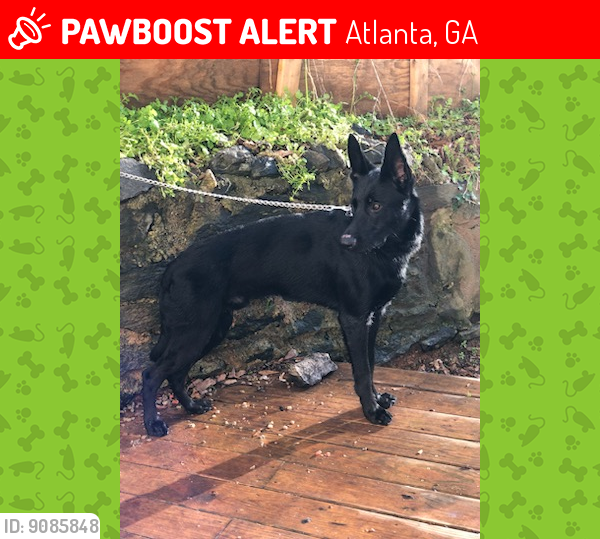 Lost Male Dog last seen Near Buford Hwy Atlanta ga 30329, Atlanta, GA 30329