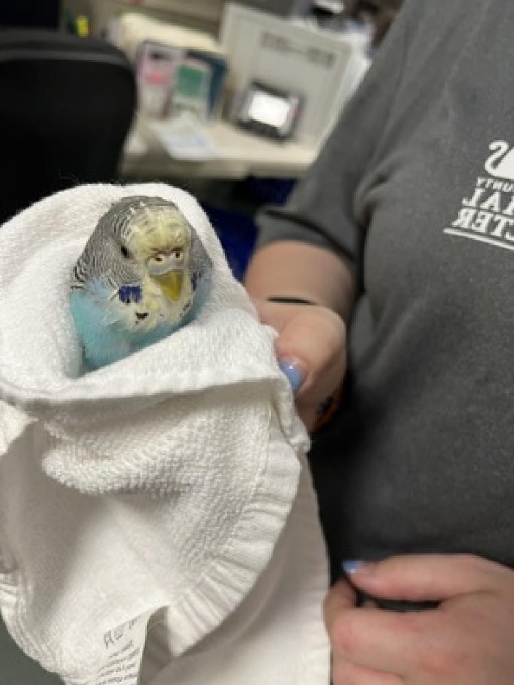 Shelter Stray Unknown Parakeet (budgie) last seen Fairfax Va, 22031, 298 District Ave, Fairfax County, VA, Fairfax, VA 22032
