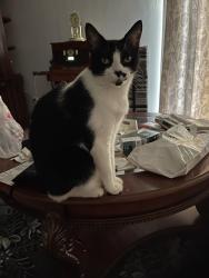 Lost Female Cat last seen Mundella Cir & lake worth blvd , Port Charlotte, FL 33948