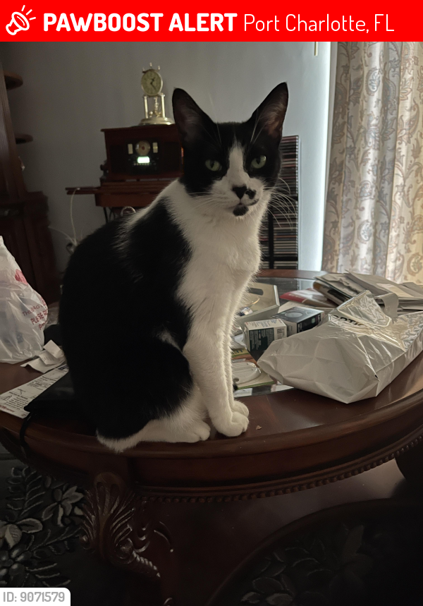 Lost Female Cat last seen Mundella Cir & lake worth blvd , Port Charlotte, FL 33948