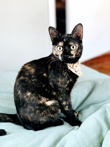 Lost Female Cat last seen Kilbourne, Columbia, SC 29205