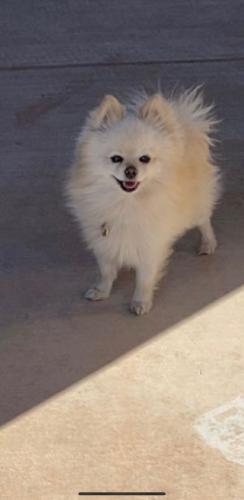 Lost Male Dog last seen Near Val Verde road southwest 87105, Albuquerque, NM 87105