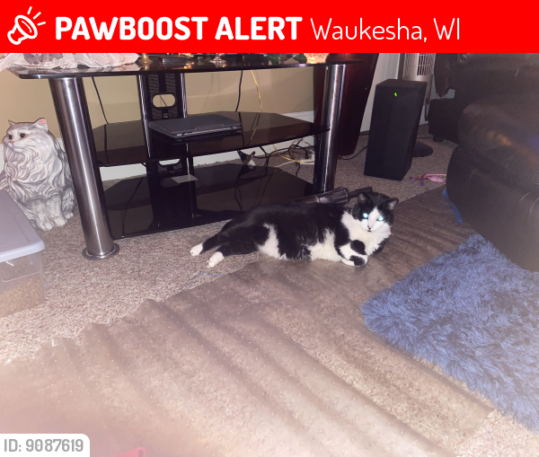 Lost Female Cat last seen College and Grand Avenue , Waukesha, WI 53186