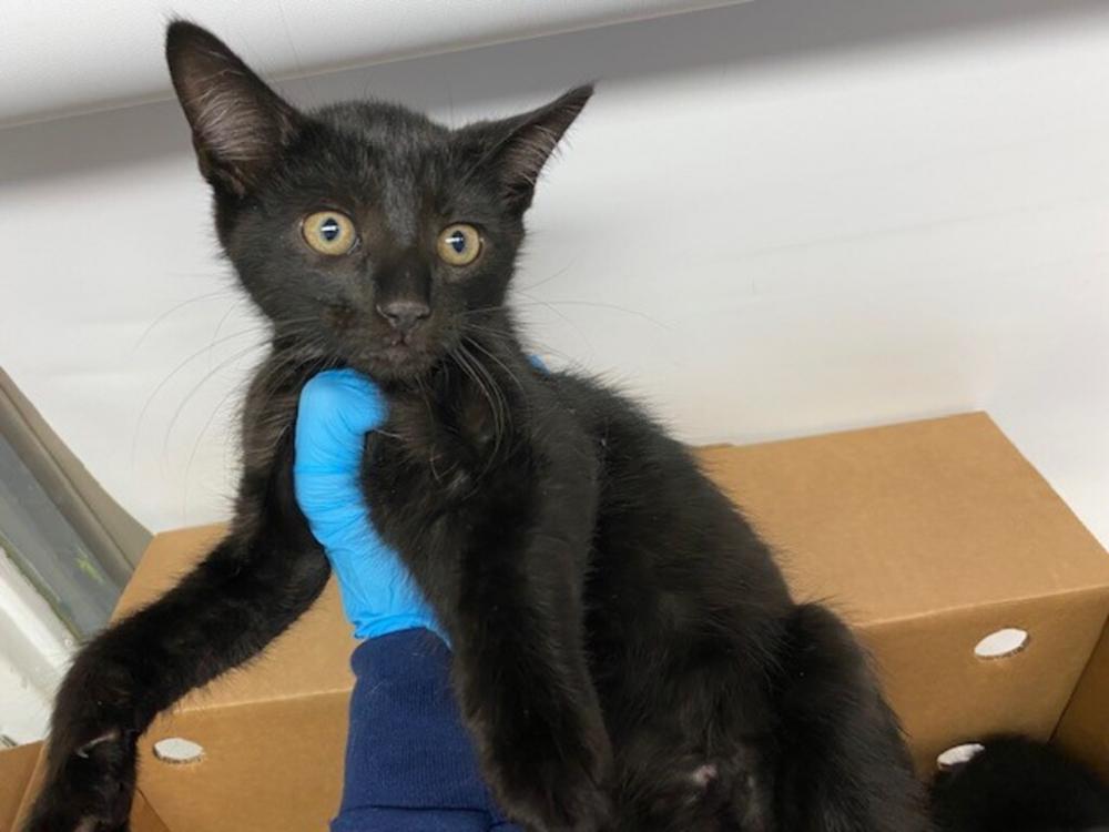 Shelter Stray Male Cat last seen 76-46 Hewlett Street, NEW HYDE PARK, NY, 11040, New York, NY 11208