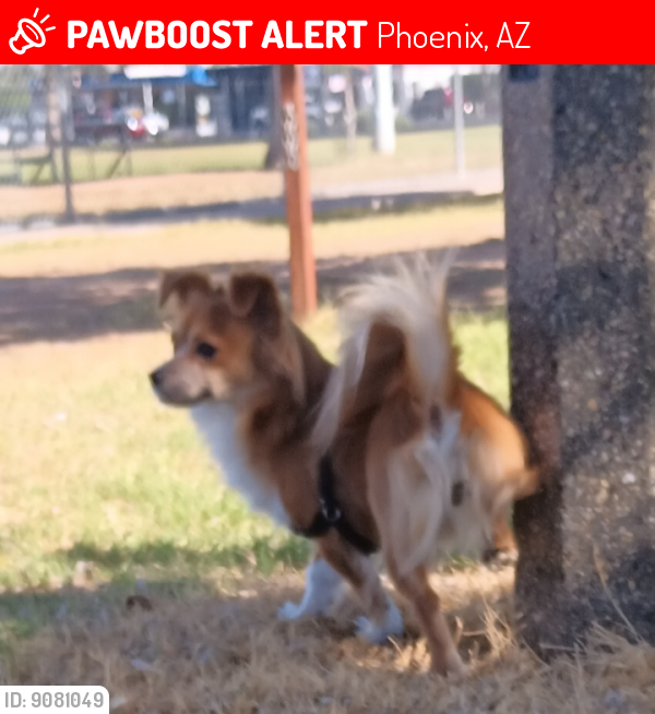 Lost Male Dog last seen 36th Street mcDowell , Phoenix, AZ 85018