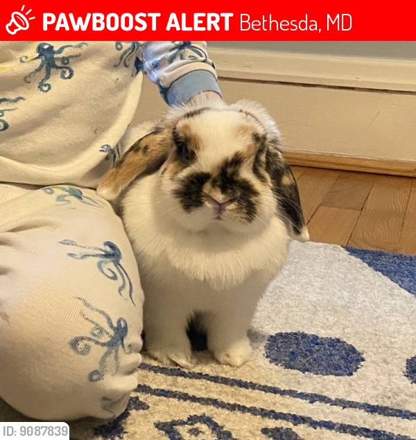 Lost Female Rabbit last seen Near Highland Ave Bethesda MD, Bethesda, MD 20814