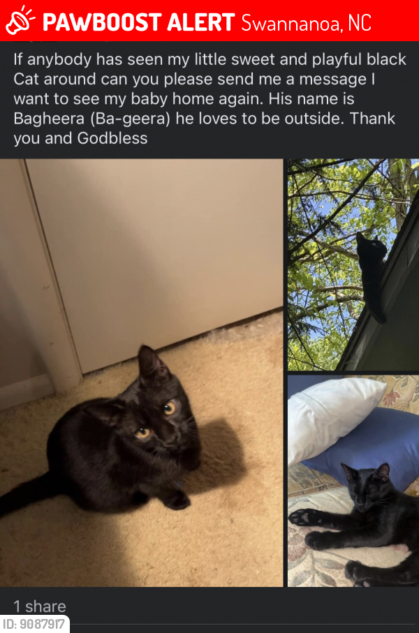Swannanoa, NC Lost Male Cat, Bagheera Is Missing PawBoost