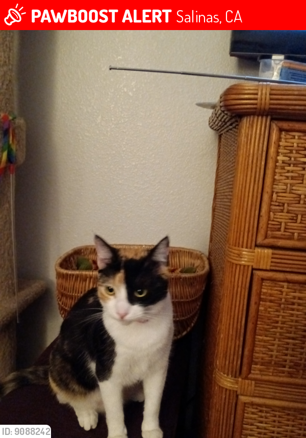 Lost Female Cat last seen Boronda and Sandborn, Salinas, CA 93905