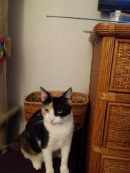 Lost Female Cat last seen Boronda and Sandborn , Salinas, CA 93905