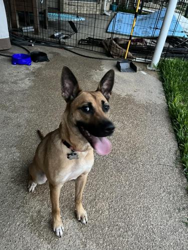 Found/Stray Female Dog last seen Parking lot, Houston, TX 77036