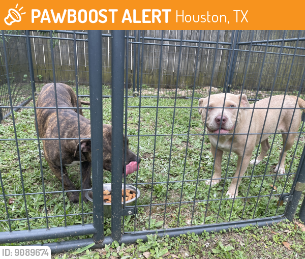 Rehomed Male Dog last seen Thistlecroft Drive & Laurel Heights , Houston, TX 77084