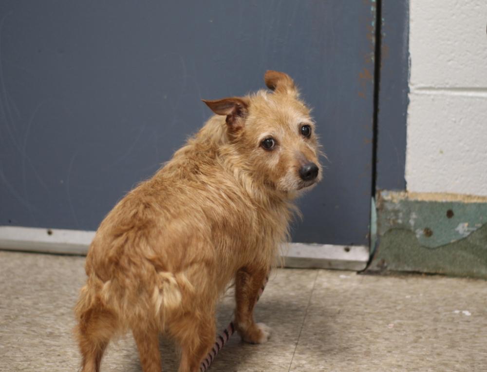 Shelter Stray Female Dog last seen Magenta Street, BRONX, NY, 10467, New York, NY 10029