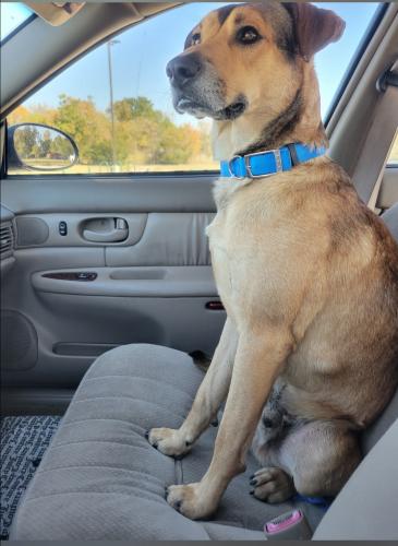 Lost Male Dog last seen Hardy and aldine mail rt. , Houston, TX 77039