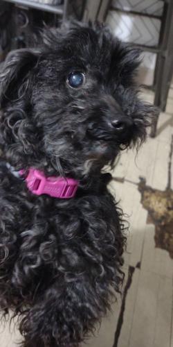 Lost Female Dog last seen Near a 4 road cross way with a Starbucks, Dunkin donuts, and construction site, Chicago, IL 60632