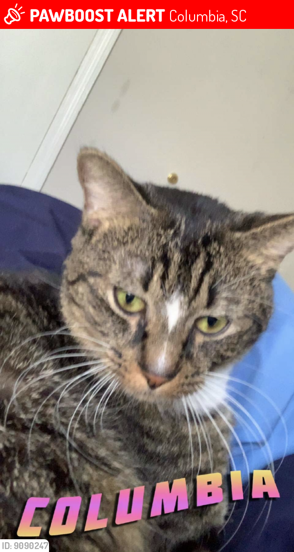 Lost Male Cat last seen Hydrangea St , Columbia, SC 29205