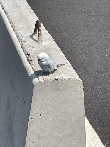 Found/Stray Unknown Bird last seen Budget car rentals, Arlington, VA 22202