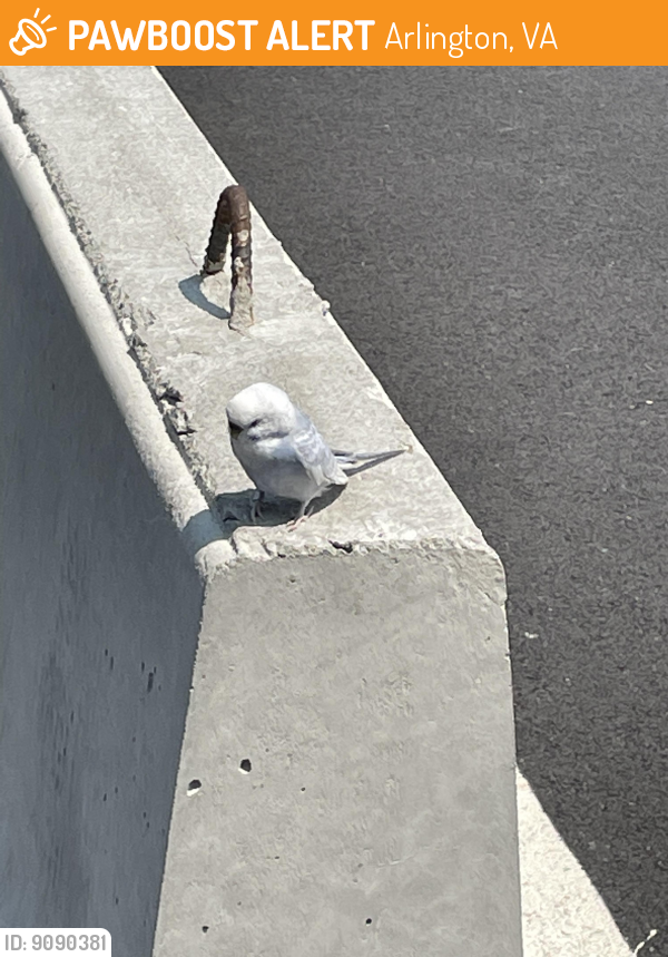 Found/Stray Unknown Bird last seen Budget car rentals, Arlington, VA 22202