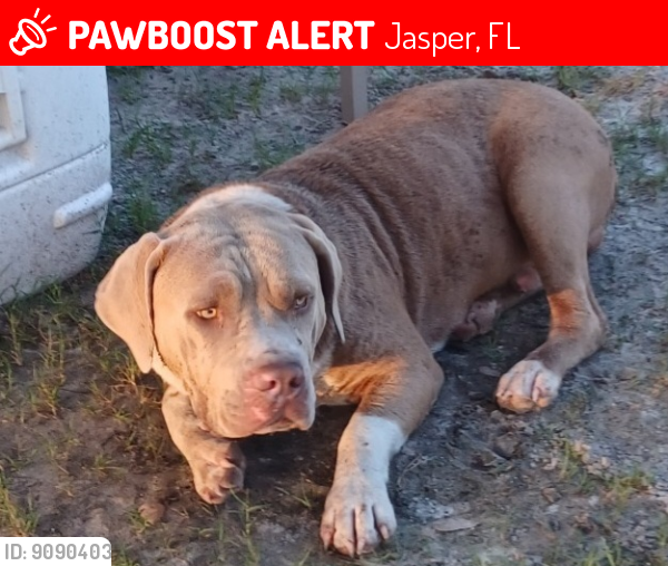 Lost Male Dog last seen Near us 129th Jasper, FL, Jasper, FL 32052